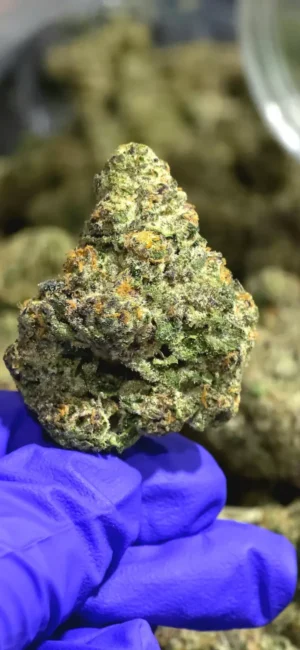 Cherry-Zaza-600x1299 High End Flower