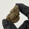 Gassed Up Cherry Cake Exotic THCA hybrid flower, sold by the gram