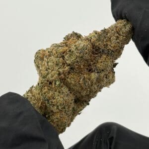 Gassed Up Pineapple Breeze Exotic THCA flower, sativa-dominant strain, sold by the gram