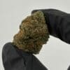 Gassed Up - Exotic Flower - Blue Lobster Gassed Up Blue Lobster Exotic THCA flower, an indica strain sold by the gram