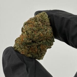 Gassed Up Blue Lobster Exotic THCA flower, an indica strain sold by the gram