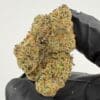 Gassed Up Watermelon Burst Exotic THCA flower, hybrid, sold by the gram