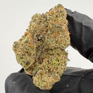 Gassed Up Watermelon Burst Exotic THCA flower, hybrid, sold by the gram