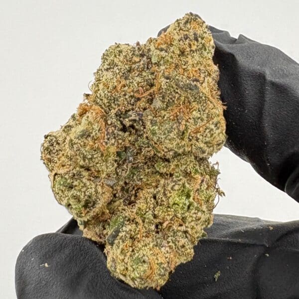 Gassed Up Watermelon Burst Exotic THCA flower, hybrid, sold by the gram