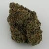 Gassed Up - Exotic Flower - Watermelon Burst