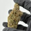Gassed Up Aries Exotic THCA Flower, sativa cannabis buds sold by the gram