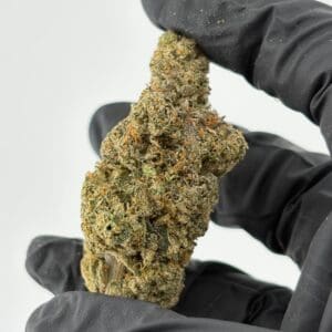 Gassed Up Aries Exotic THCA Flower, sativa cannabis buds sold by the gram