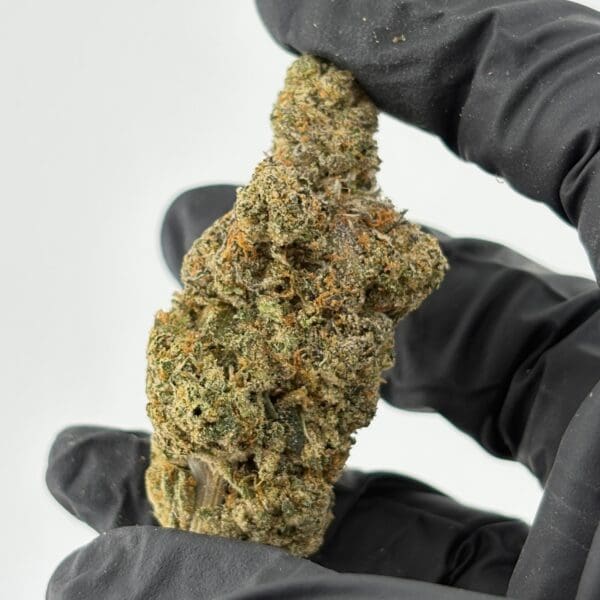 Gassed Up Aries Exotic THCA Flower, sativa cannabis buds sold by the gram