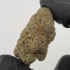 Gassed Up - Exotic Flower - White Widow