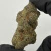 Gassed Up White Widow Exotic THCA flower, sativa, sold by the gram