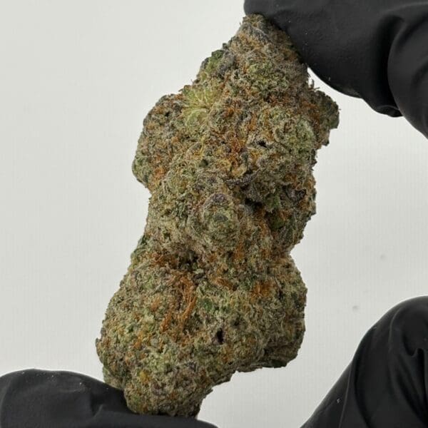 Gassed Up White Widow Exotic THCA flower, sativa, sold by the gram
