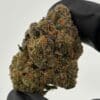 Gassed Up - Exotic Flower - Rainbow Sherbet Gassed Up Rainbow Sherbet Exotic THCA flower, a hybrid strain sold by the gram