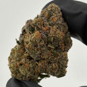 Gassed Up Rainbow Sherbet Exotic THCA flower, a hybrid strain sold by the gram