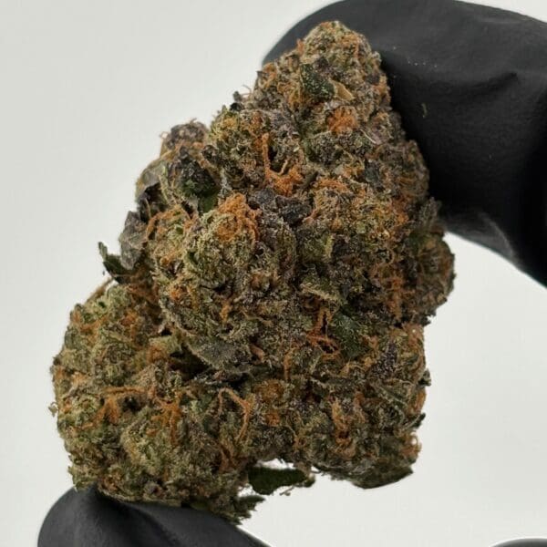 Gassed Up - Exotic Flower - Rainbow Sherbet Gassed Up Rainbow Sherbet Exotic THCA flower, a hybrid strain sold by the gram