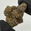 Gassed Up Poison Gusher exotic hybrid cannabis flower buds