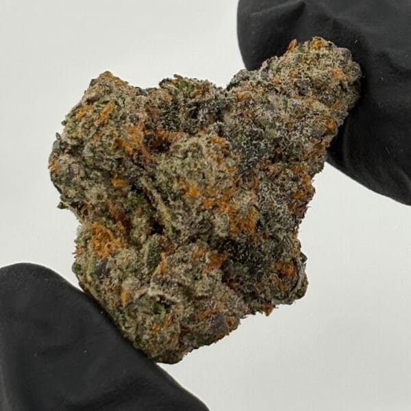 Gassed Up Poison Gusher exotic hybrid cannabis flower buds