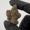 Gassed Up Blue Taffy exotic indica cannabis flower, blueberry candy strain